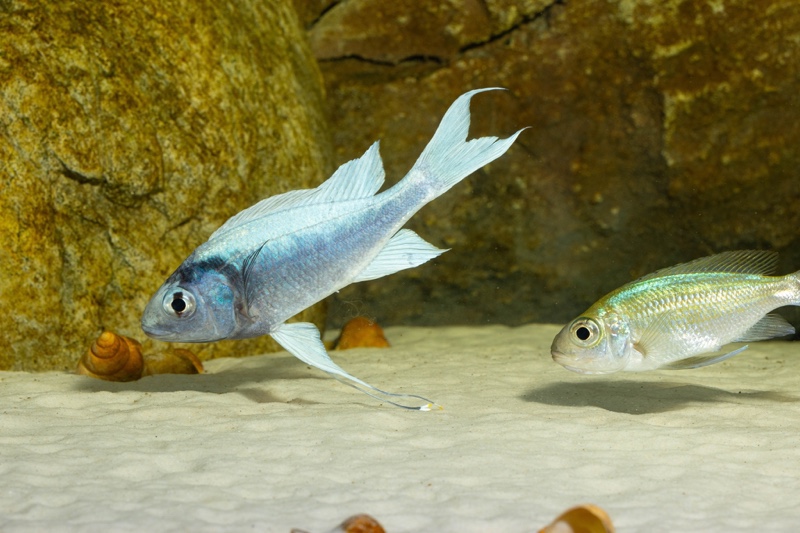 Ophthalmotilapia ventralis 'Kafyoko Point'